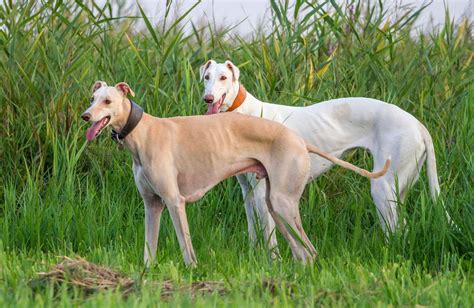 Greyhound .